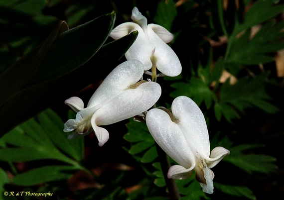 {Dicentra canadensis}